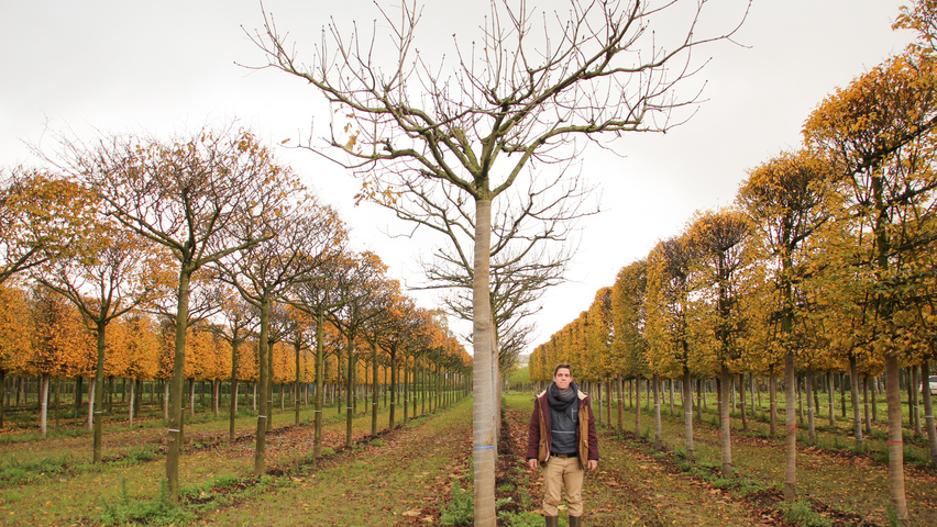 Aesculus hippocastanum 'Baumannii' branched candlestick