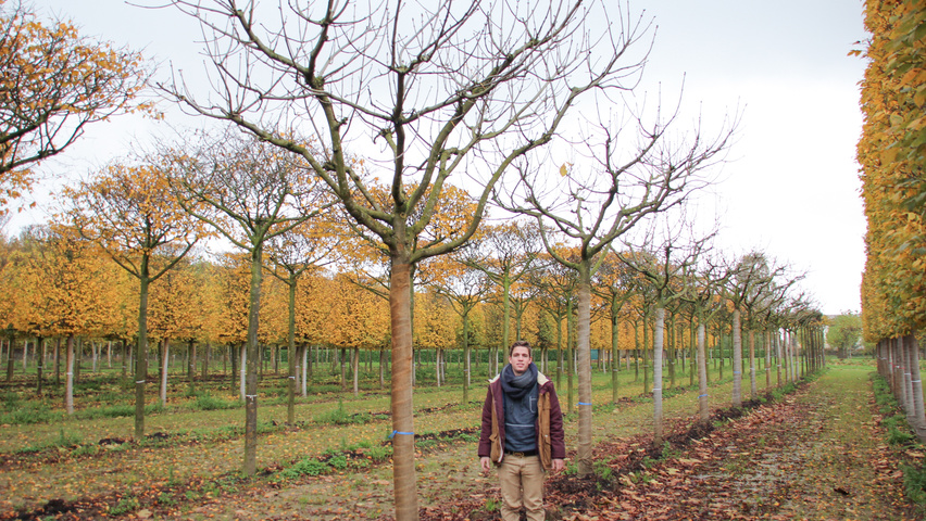 Aesculus hippocastanum 'Baumannii' branched candlestick