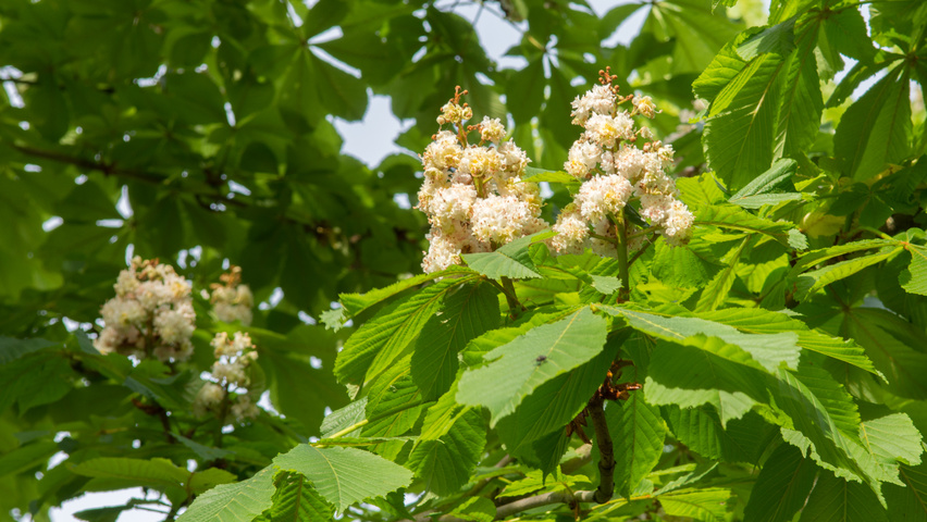 Aesculus hippocastanum 'Baumannii' flowers