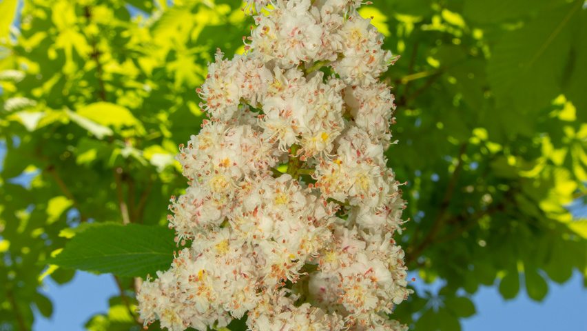 Aesculus hippocastanum 'Baumannii' flowers