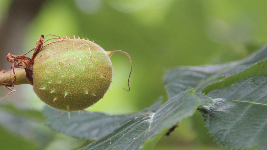 Aesculus hippocastanum 'Baumannii' fruits