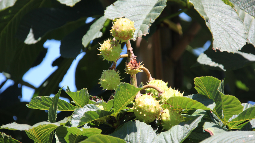 Aesculus hippocastanum 'Baumannii' fruits