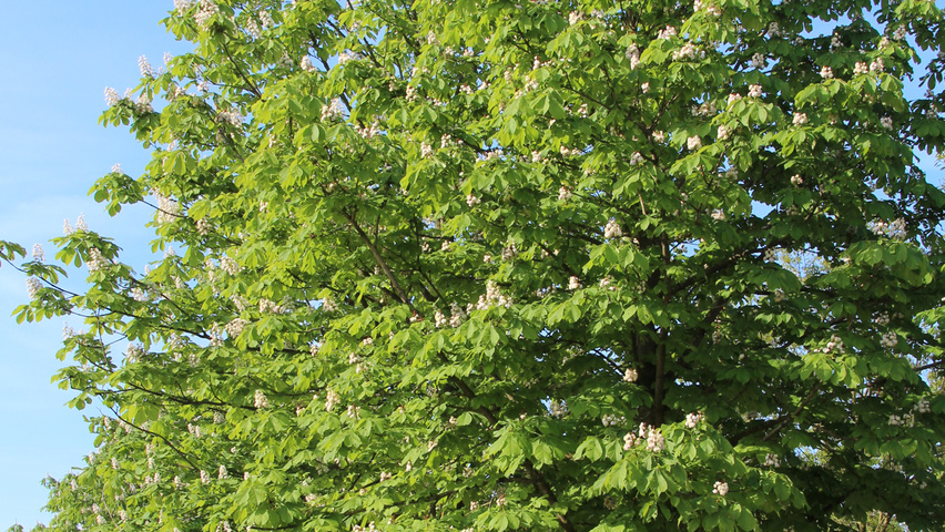 Aesculus hippocastanum 'Baumannii' standard tree