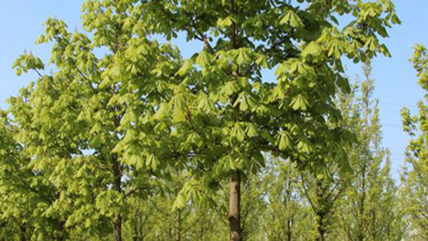 Aesculus hippocastanum 'Baumannii' standard tree