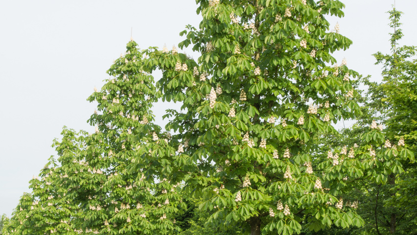 Aesculus hippocastanum 'Baumannii' standard tree