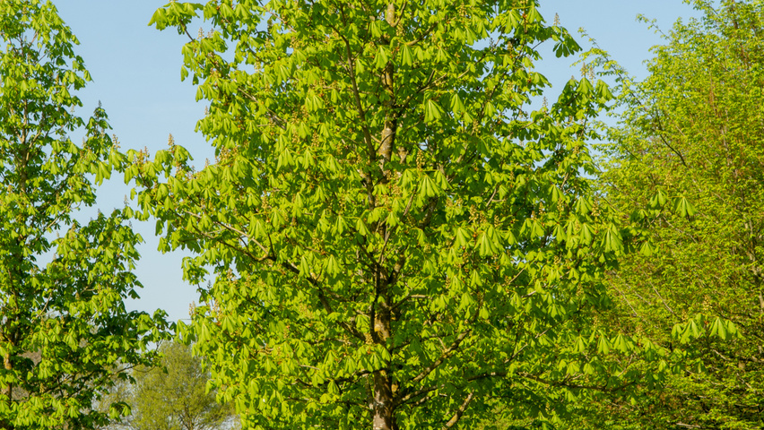 Aesculus hippocastanum 'Baumannii' standard tree
