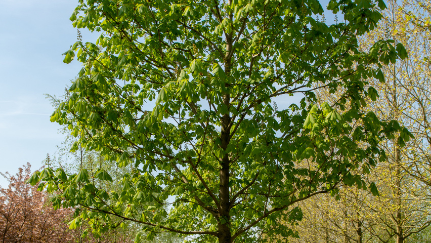 Aesculus hippocastanum 'Baumannii' standard tree