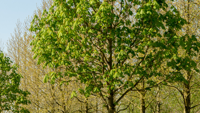 Aesculus hippocastanum 'Baumannii' standard tree