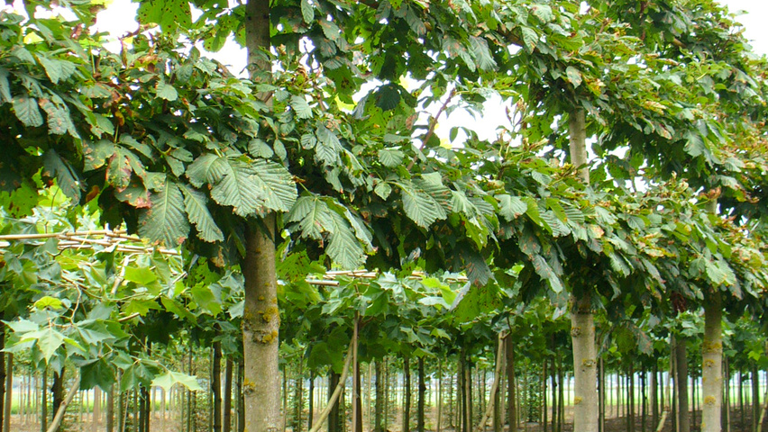 Aesculus hippocastanum espalier