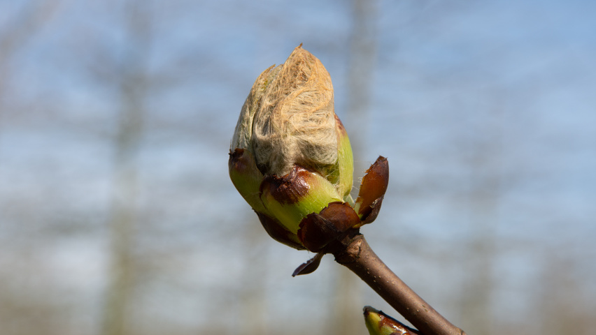 Aesculus hippocastanum flowers
