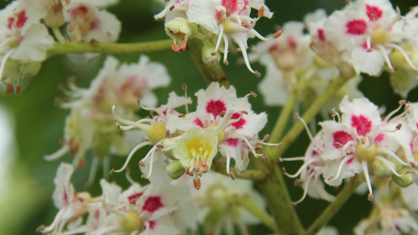 Aesculus hippocastanum flowers