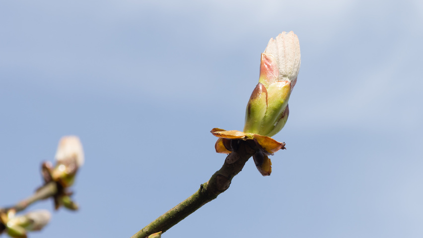Aesculus hippocastanum flowers