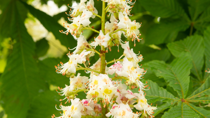 Aesculus hippocastanum flowers