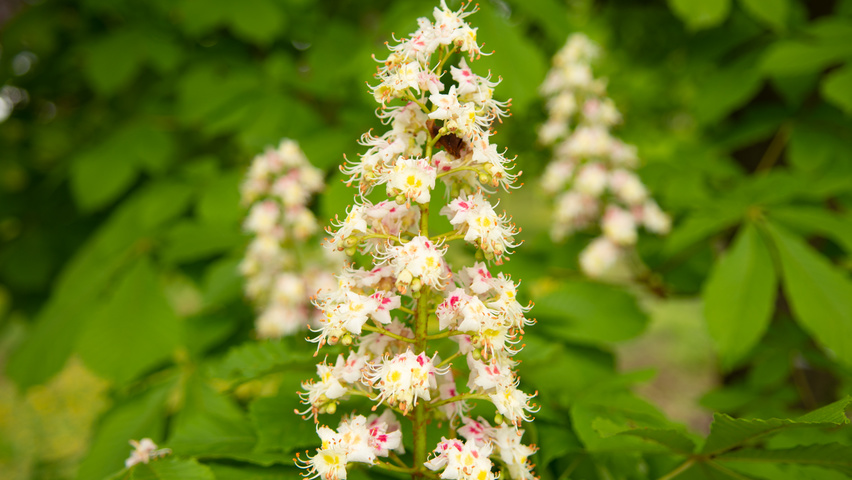 Aesculus hippocastanum flowers