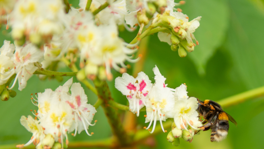 Aesculus hippocastanum flowers