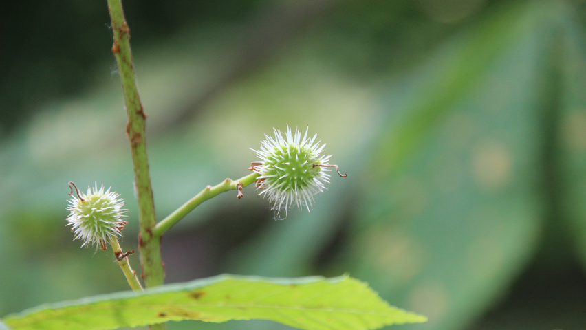 Aesculus hippocastanum fruits