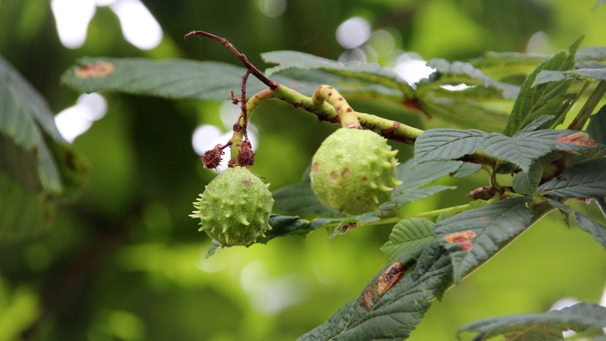 Aesculus hippocastanum fruits