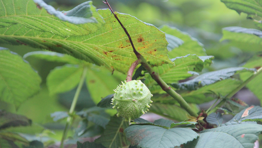 Aesculus hippocastanum fruits