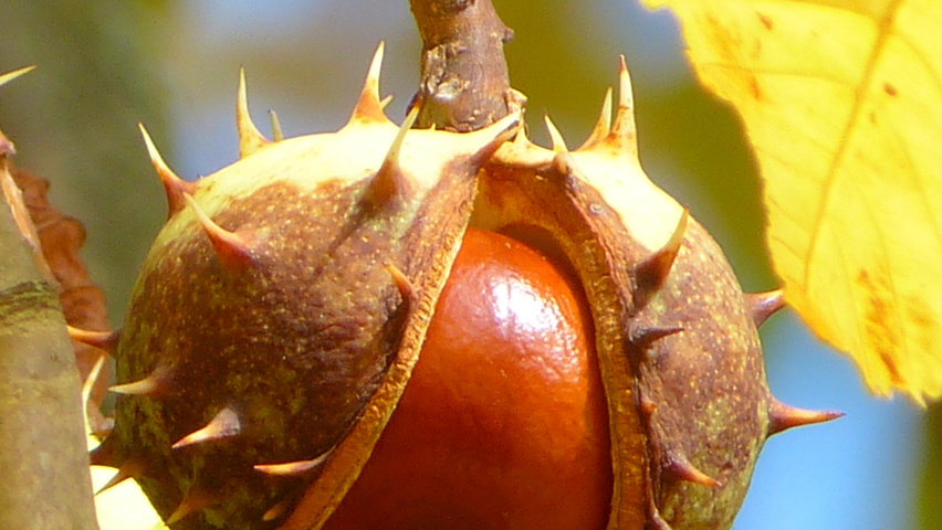 Aesculus hippocastanum fruits