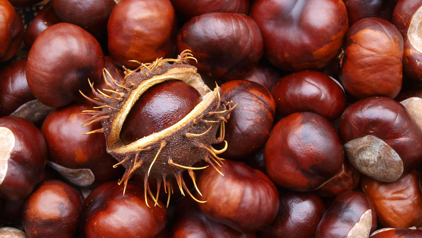 Aesculus hippocastanum fruits
