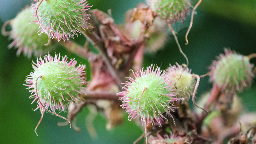 Aesculus hippocastanum fruits