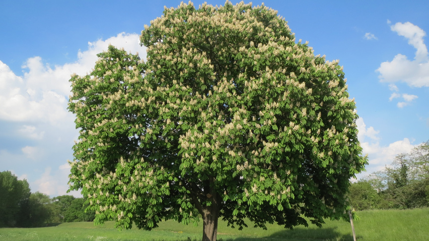 Aesculus hippocastanum standard tree