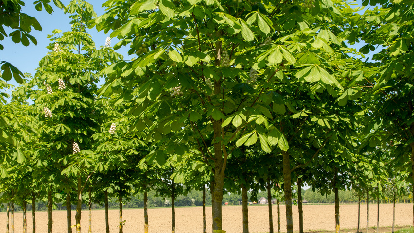 yüksek tansiyon için aesculus