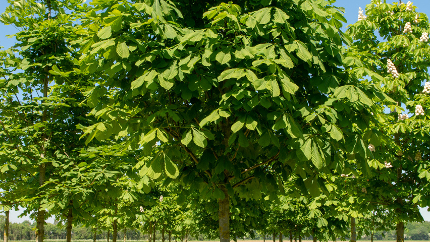 Aesculus hippocastanum standard tree