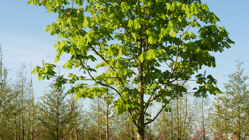 Aesculus hippocastanum standard tree