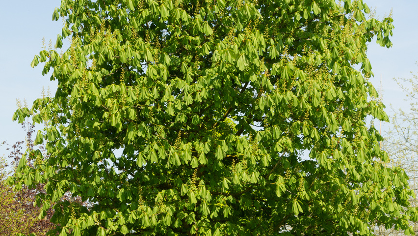 Aesculus hippocastanum standard tree