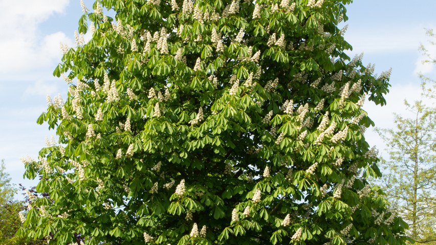 Aesculus hippocastanum standard tree