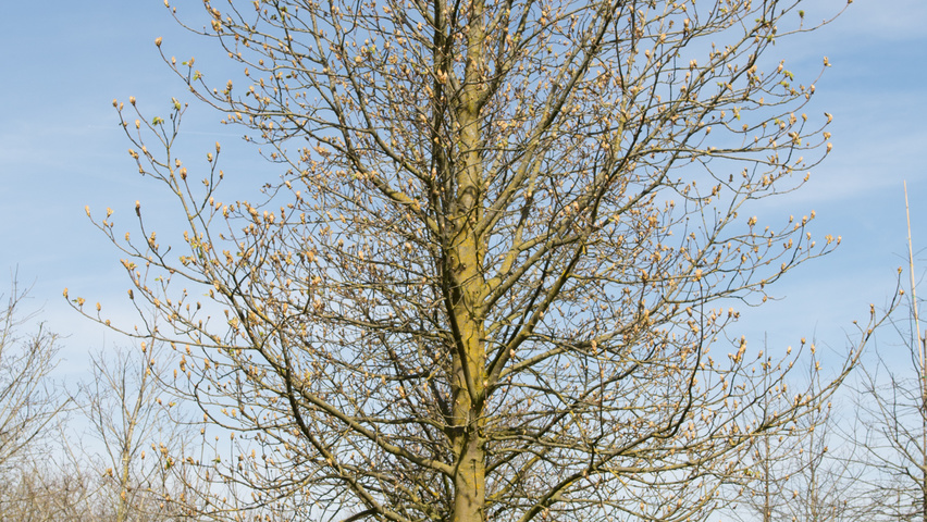 Aesculus hippocastanum standard tree