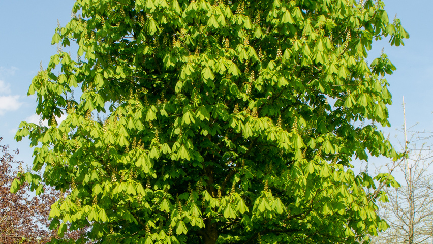 Aesculus hippocastanum standard tree