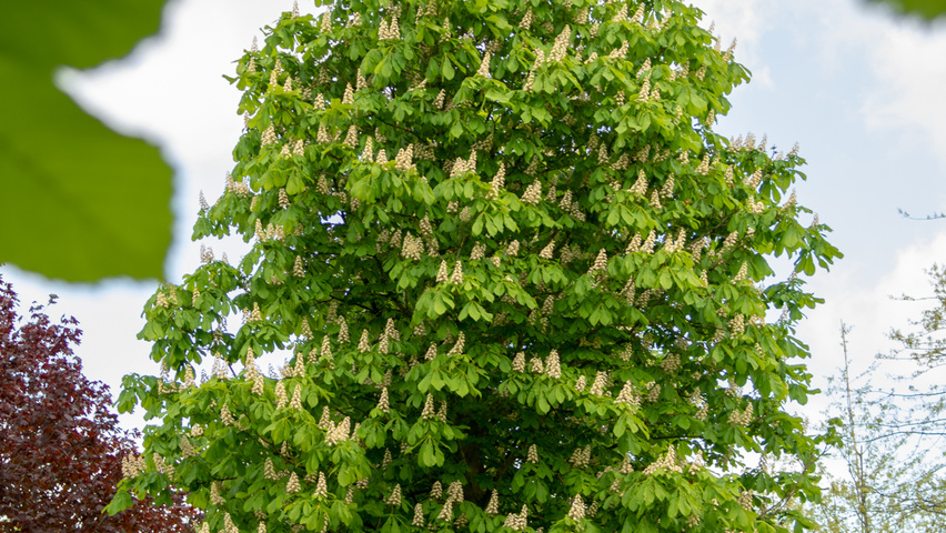 Aesculus hippocastanum standard tree
