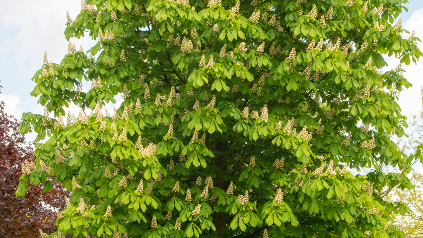 Aesculus hippocastanum standard tree