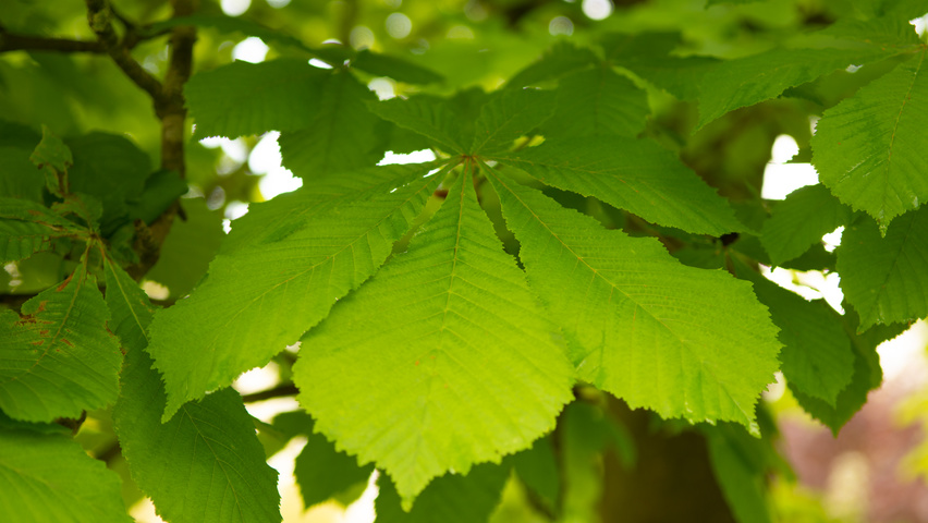 Aesculus hippocastanum leaves