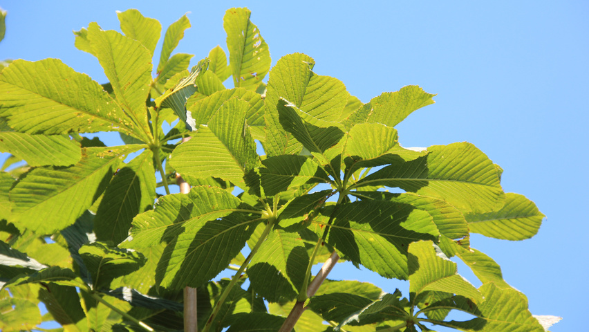 Aesculus hippocastanum leaves
