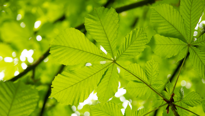 Aesculus hippocastanum leaves