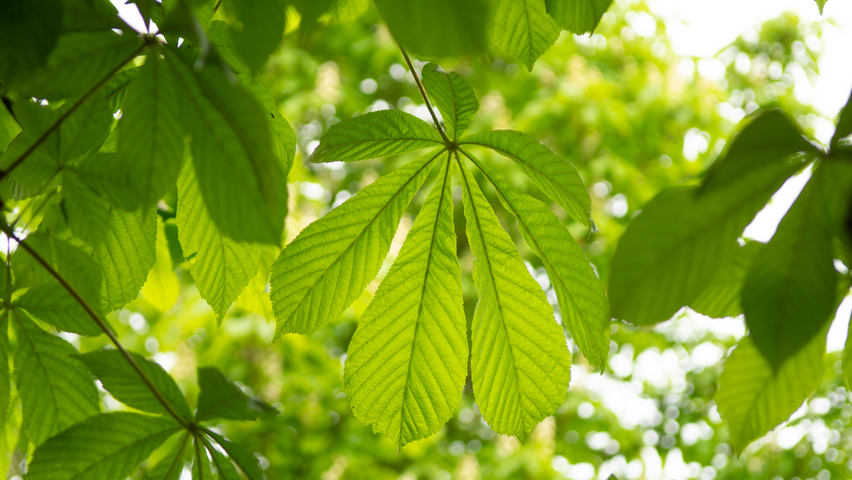Aesculus hippocastanum leaves