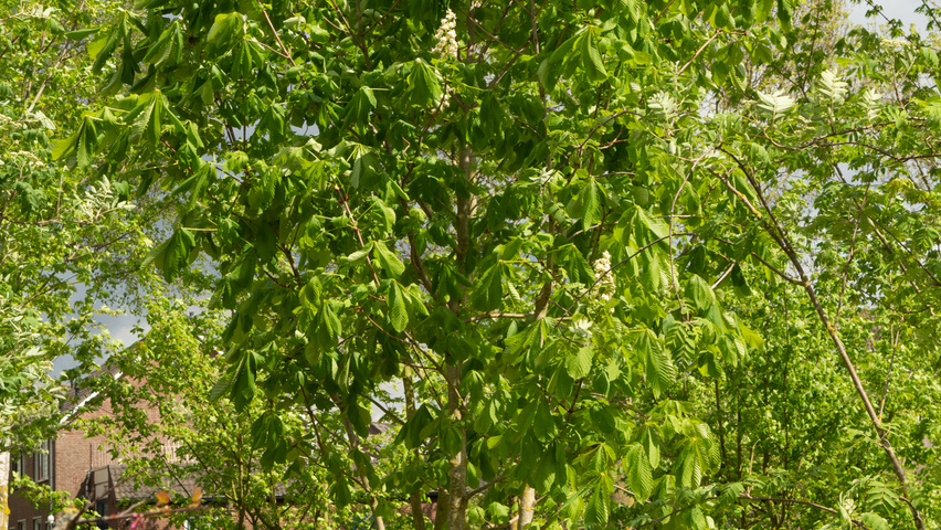 Aesculus hippocastanum multi-stem