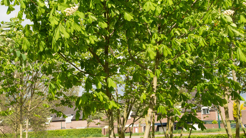 Aesculus hippocastanum multi-stem