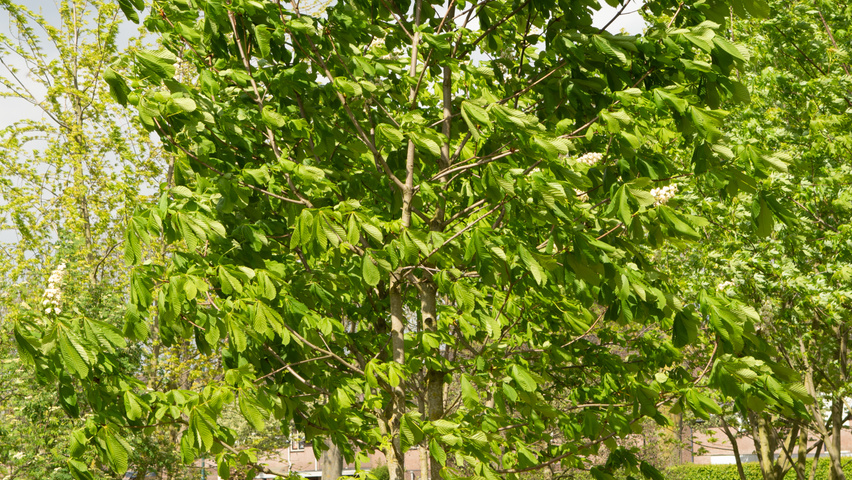 Aesculus hippocastanum multi-stem