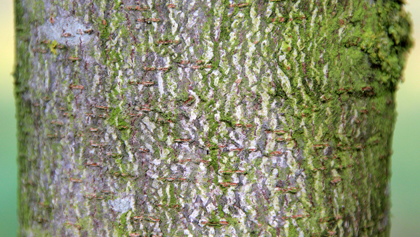 Aesculus hippocastanum 'Pyramidalis' bast