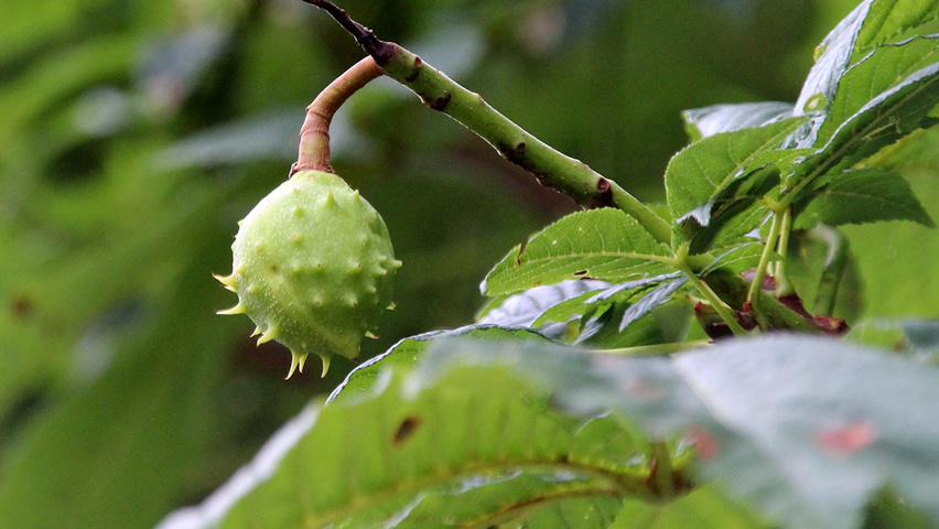 Aesculus hippocastanum 'Pyramidalis' vrucht