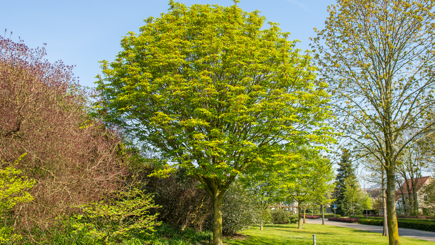 Aesculus hippocastanum 'Pyramidalis' hoogstam