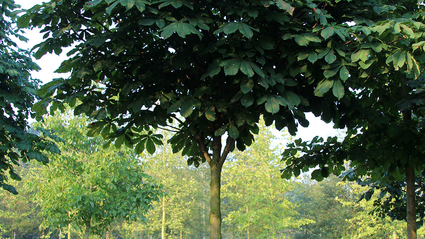 Aesculus hippocastanum 'Pyramidalis' hoogstam