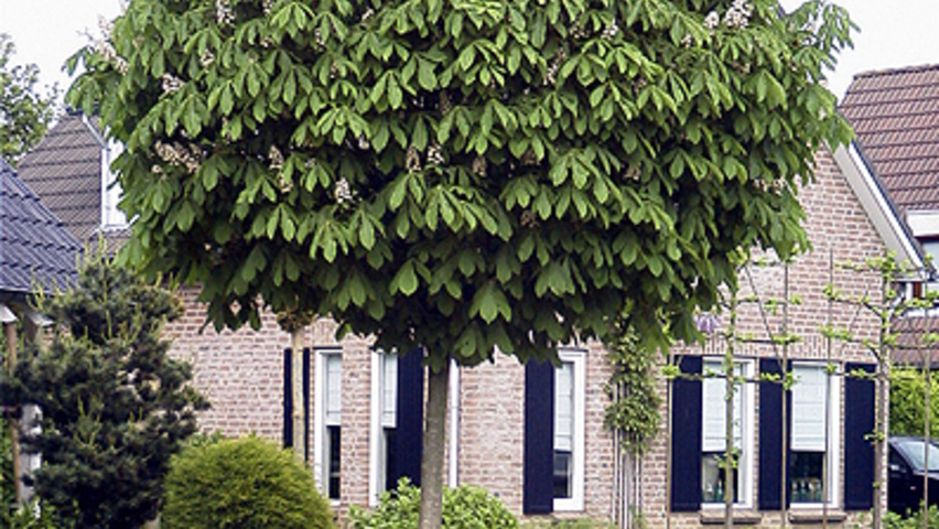 Aesculus hippocastanum 'Pyramidalis' hoogstam