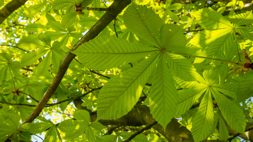Aesculus hippocastanum 'Pyramidalis' blad