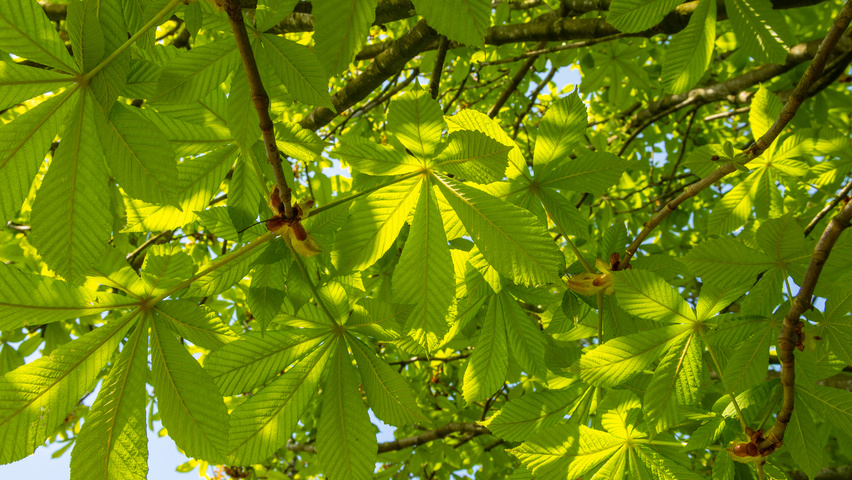 Aesculus hippocastanum 'Pyramidalis' blad