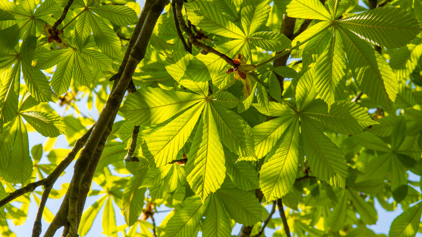 Aesculus hippocastanum 'Pyramidalis' blad